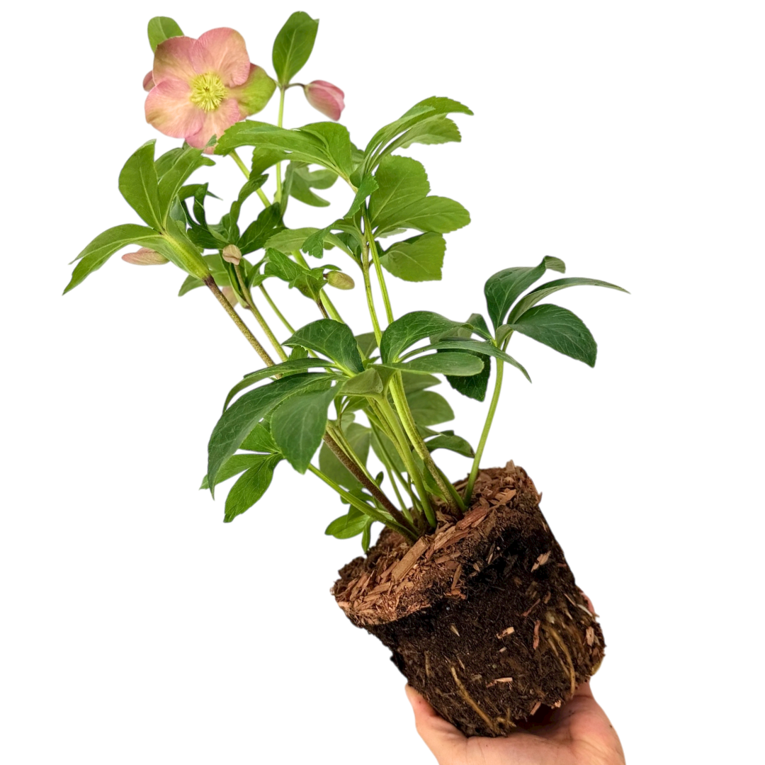 Hellebore Rosemary