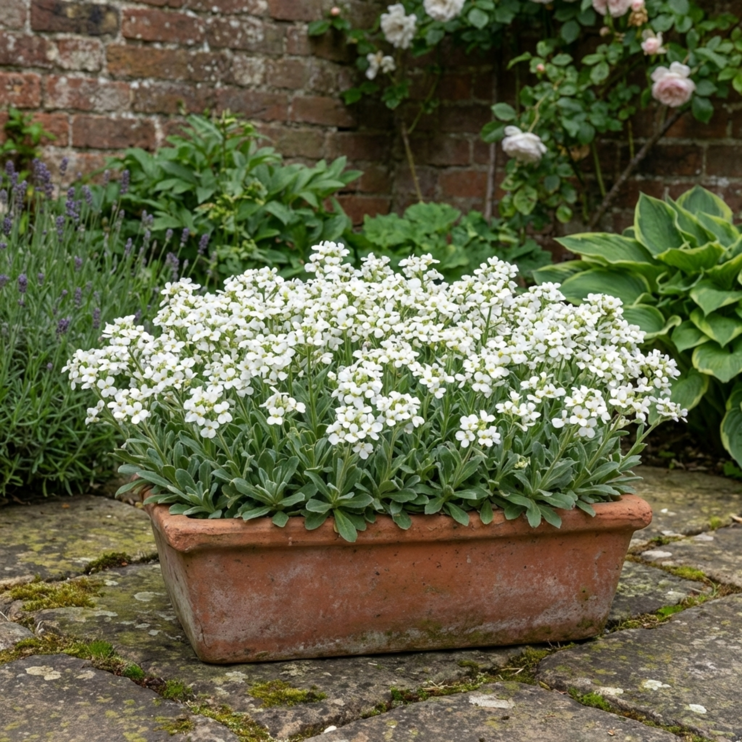 1 Arabis Aubris White Rockcress Plant, Hardy Alpine Perennial Ground Cover, 2L Root Ball