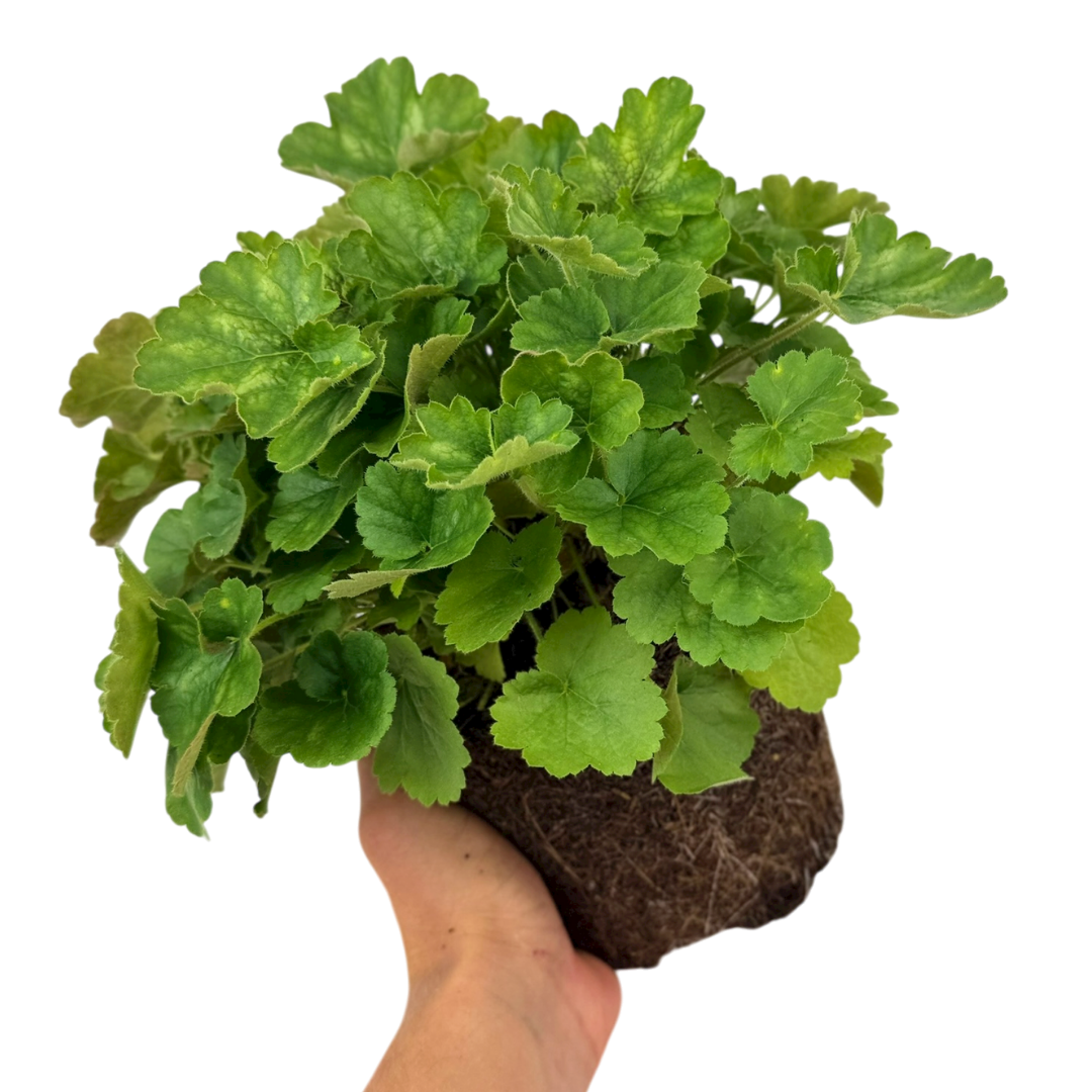 Heuchera Coral Forest