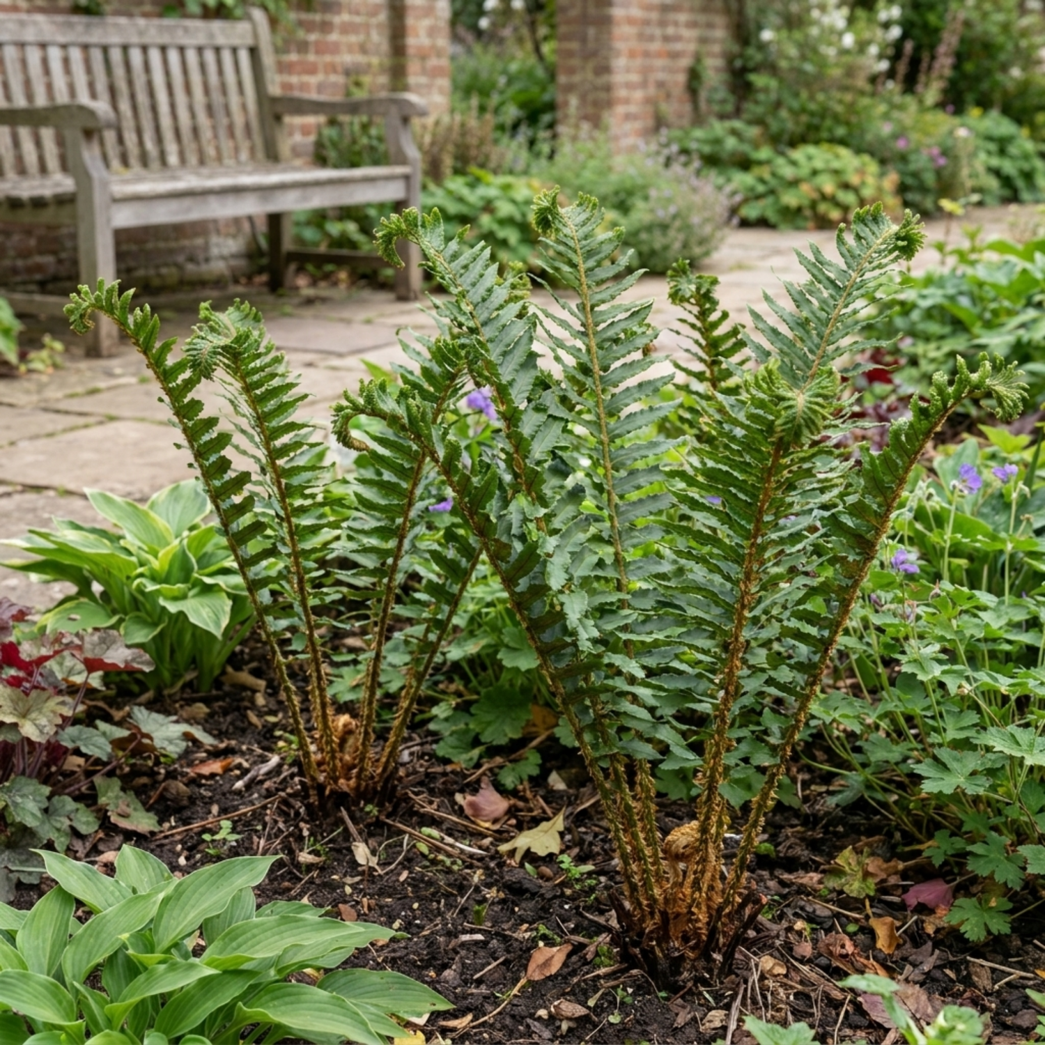 6 Scaly Male Fern Dryopteris Cristata Plants, Hardy Evergreen Perennial, 1 Litre Root-Ball