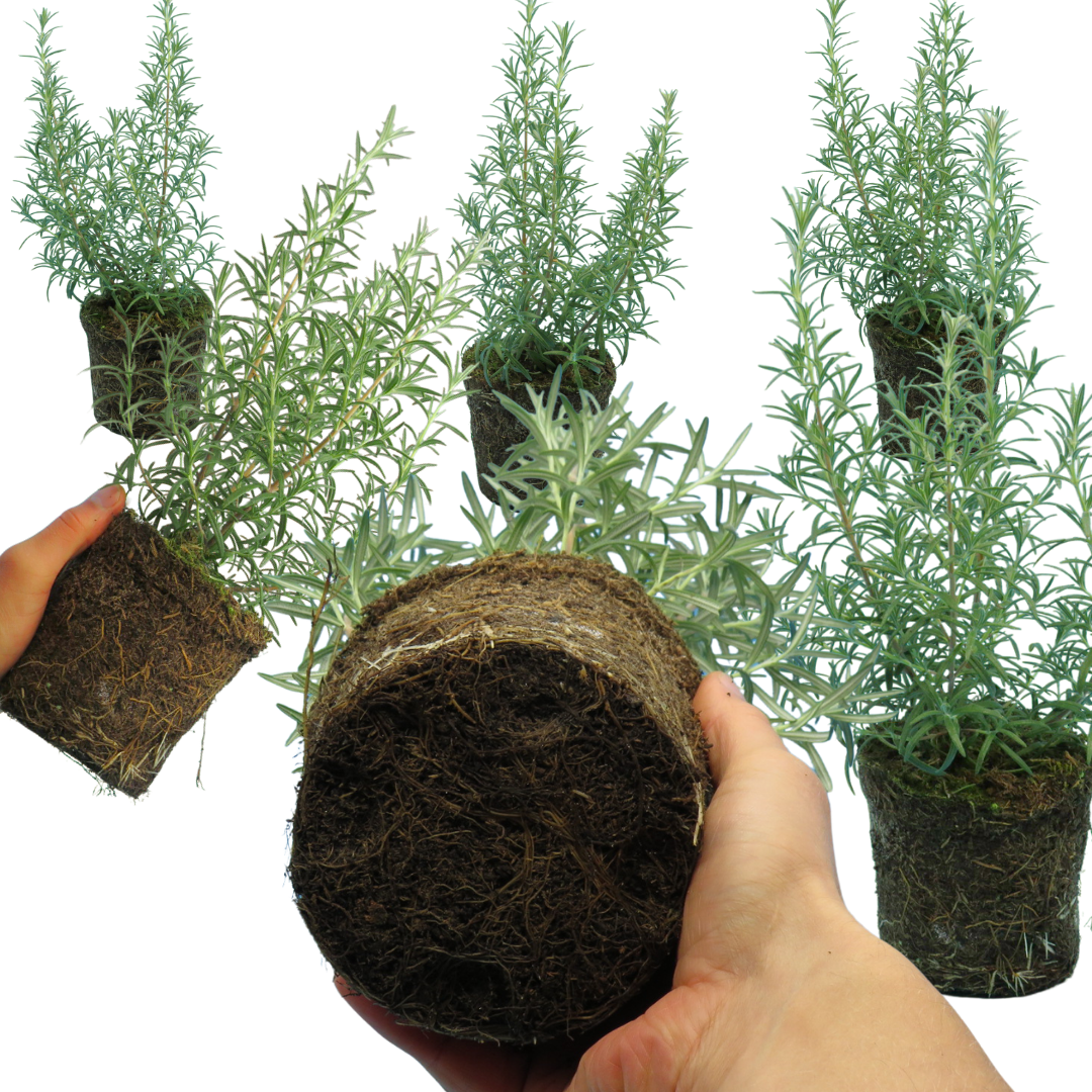 Rosemary Mix