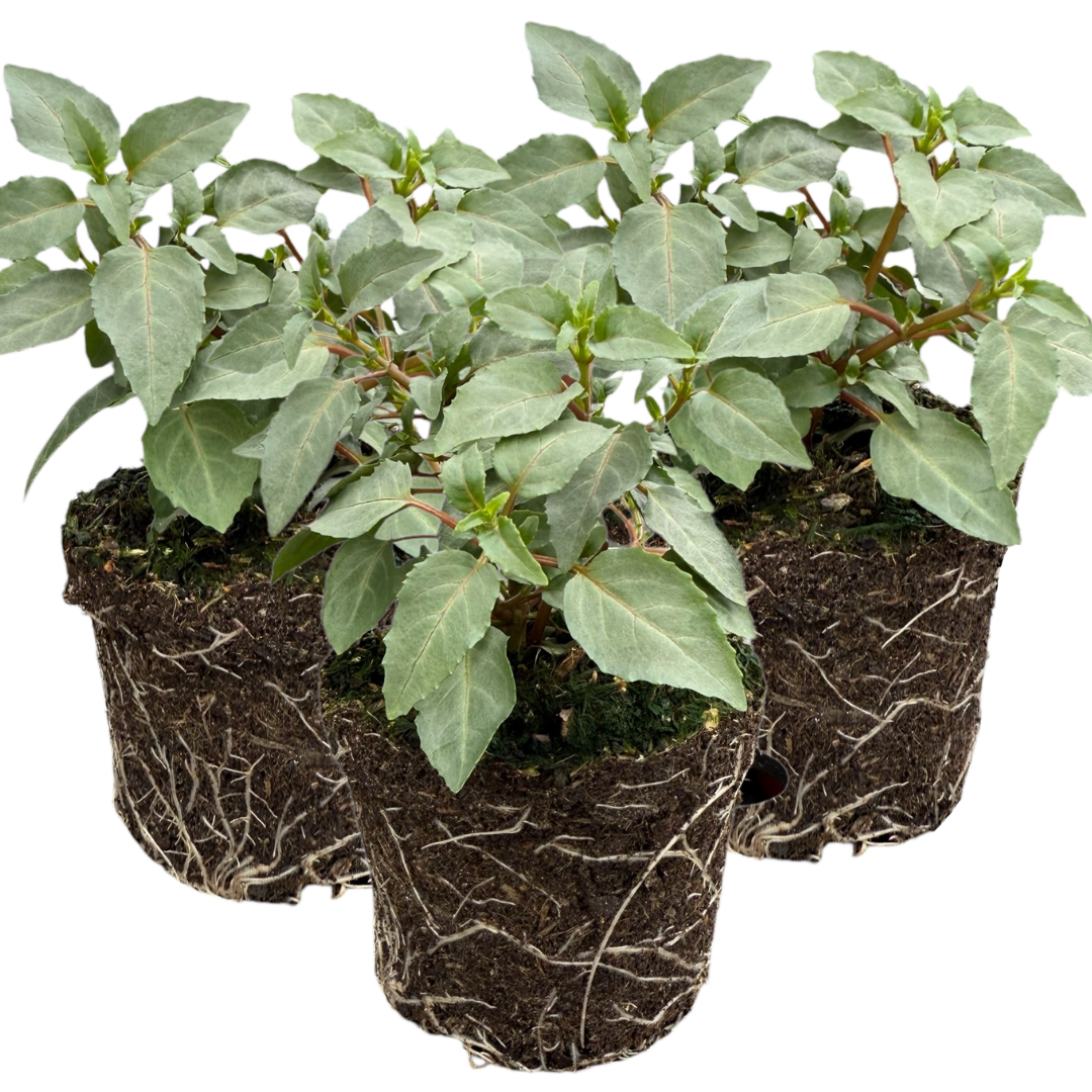 Set of 3 or 6 Large, Outdoor Garden Ready Plants - Fuchsia Bella Hilda (Pink & White)