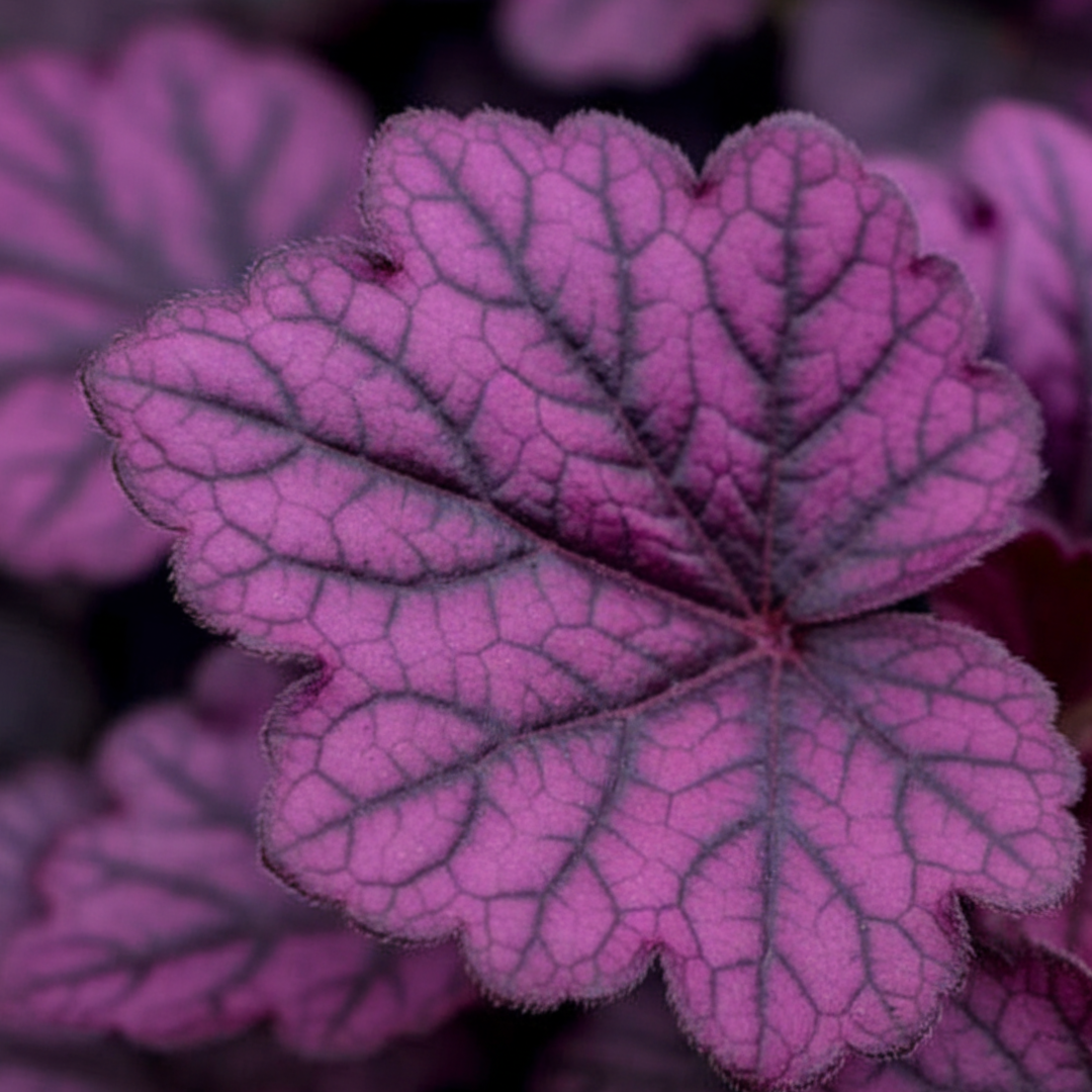 Heuchera Wildberry