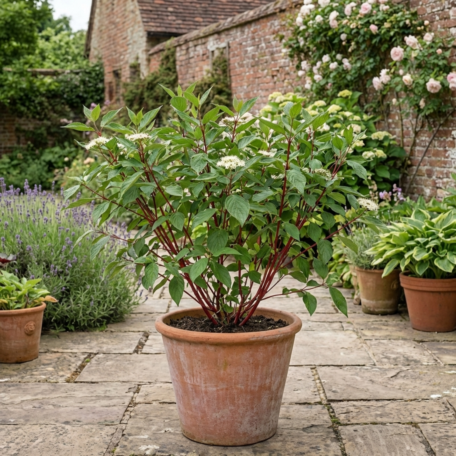 1 Cornus Alba Sibirica Red Stemmed Dogwood Plant, Winter Hardy Garden Shrub, 3 Litre Root Ball
