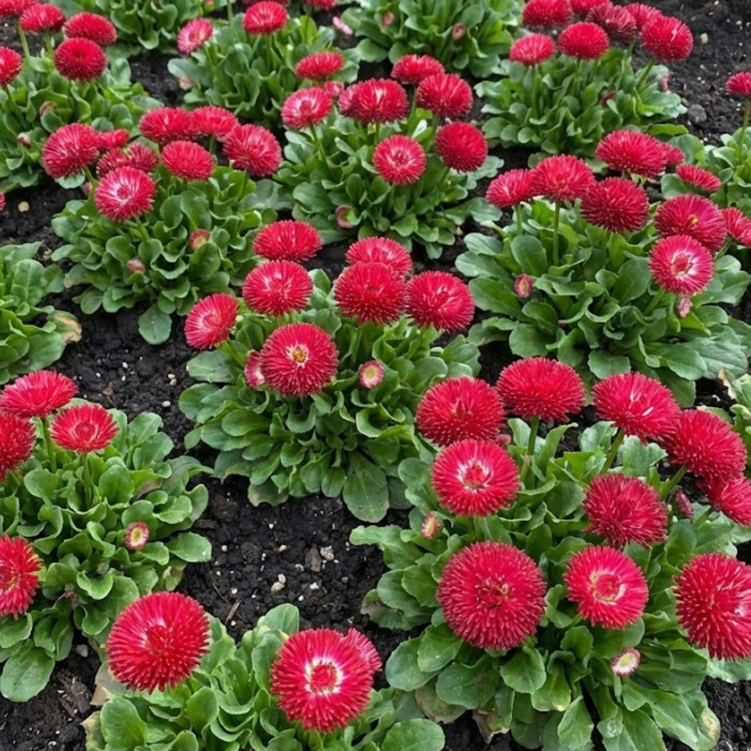 Bellis Habanera Red