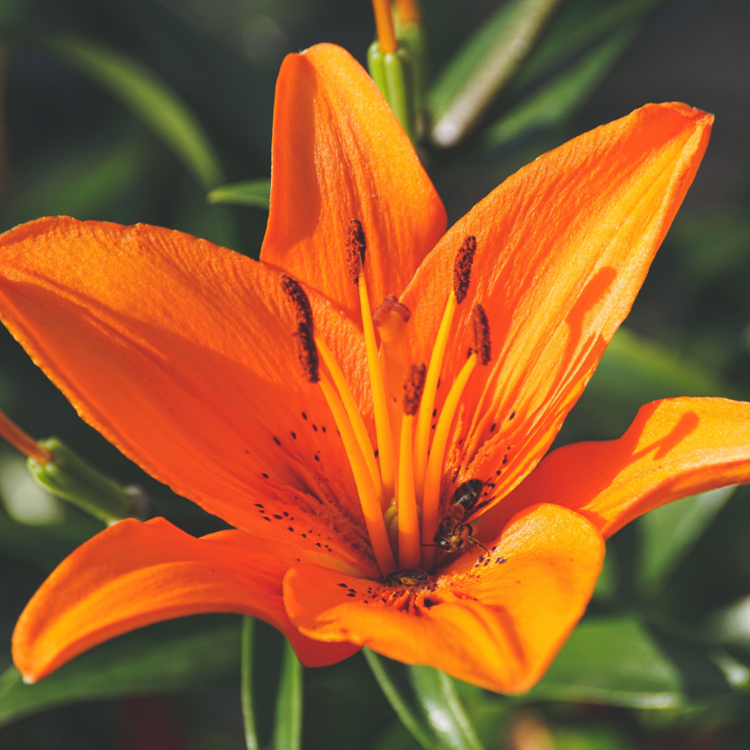 Set of 3 or 6 Large Garden Lily Plants - Asiatic Lily Orange, Ready to Plant in Your Garden