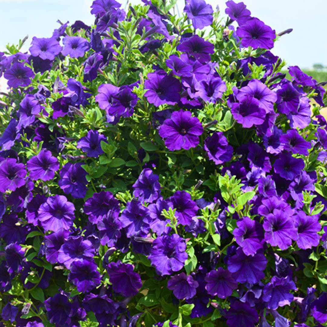 Set of 3 or 6 Large Plants - Petunia Dekko Blue, Outdoor Garden Ready