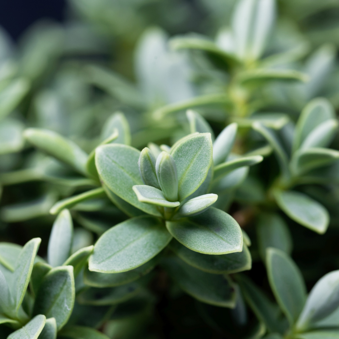 Hebe Little Leaves Grey
