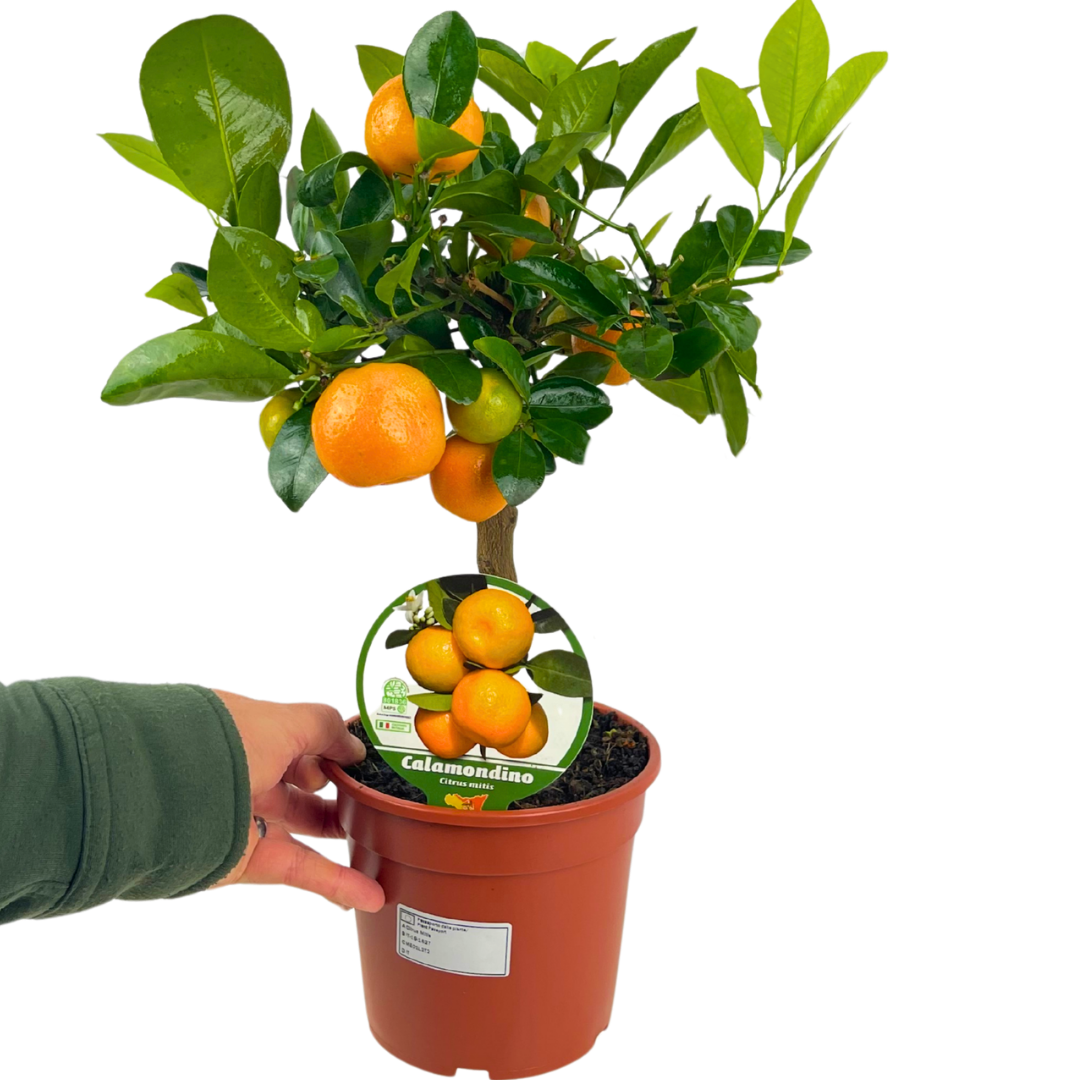 Mini Calamondin