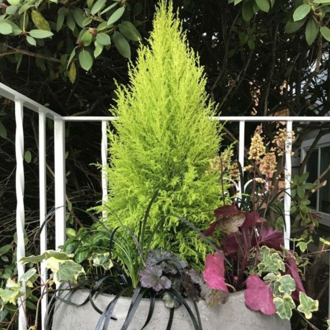 Cupressus Wilma