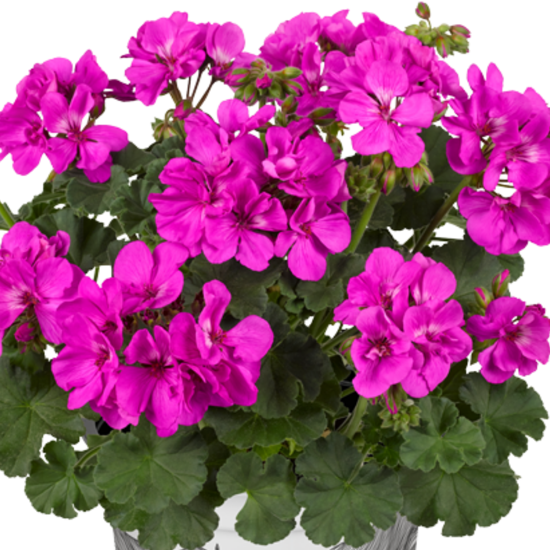 Set of 3 or 6 Large Plants - Pelargonium Toscana Dolce Vita Evi Blue, Ready to Plant