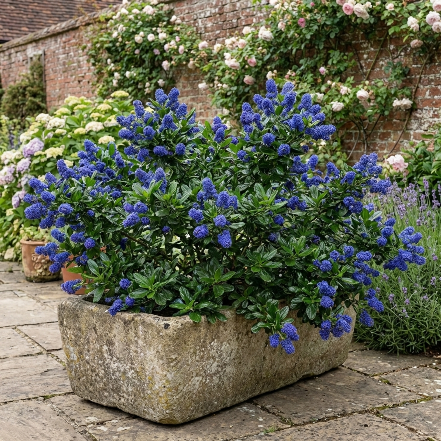 1 Ceanothus Yankee Point California Lilac Plant, Blue Flowering Evergreen Shrub, 3L Root-Ball