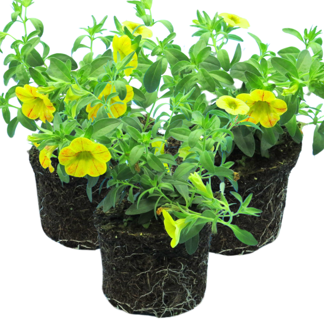 Set of 3 Large Plants - Calibrachoa Cabaret Diva Orange, Outdoor Garden Ready