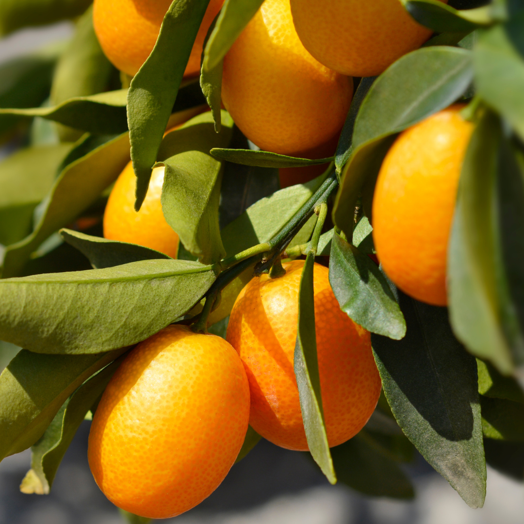 Mini Kumquat
