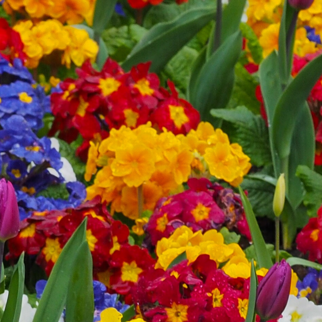 Polyanthus Orange