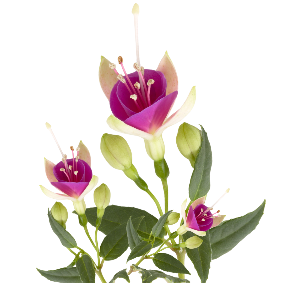 Fuchsia Diva White and Violet
