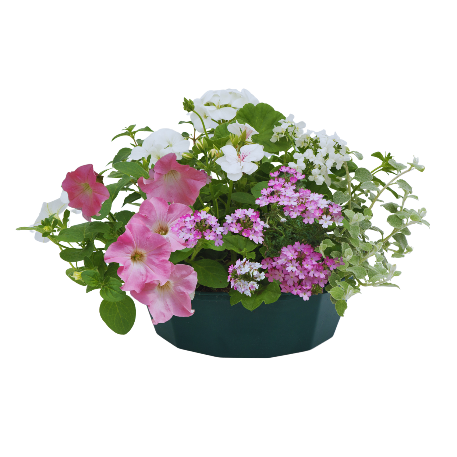 7 Colour Coordinated Plants - Bridal Bouquet Theme Speedplanter, Garden Ready