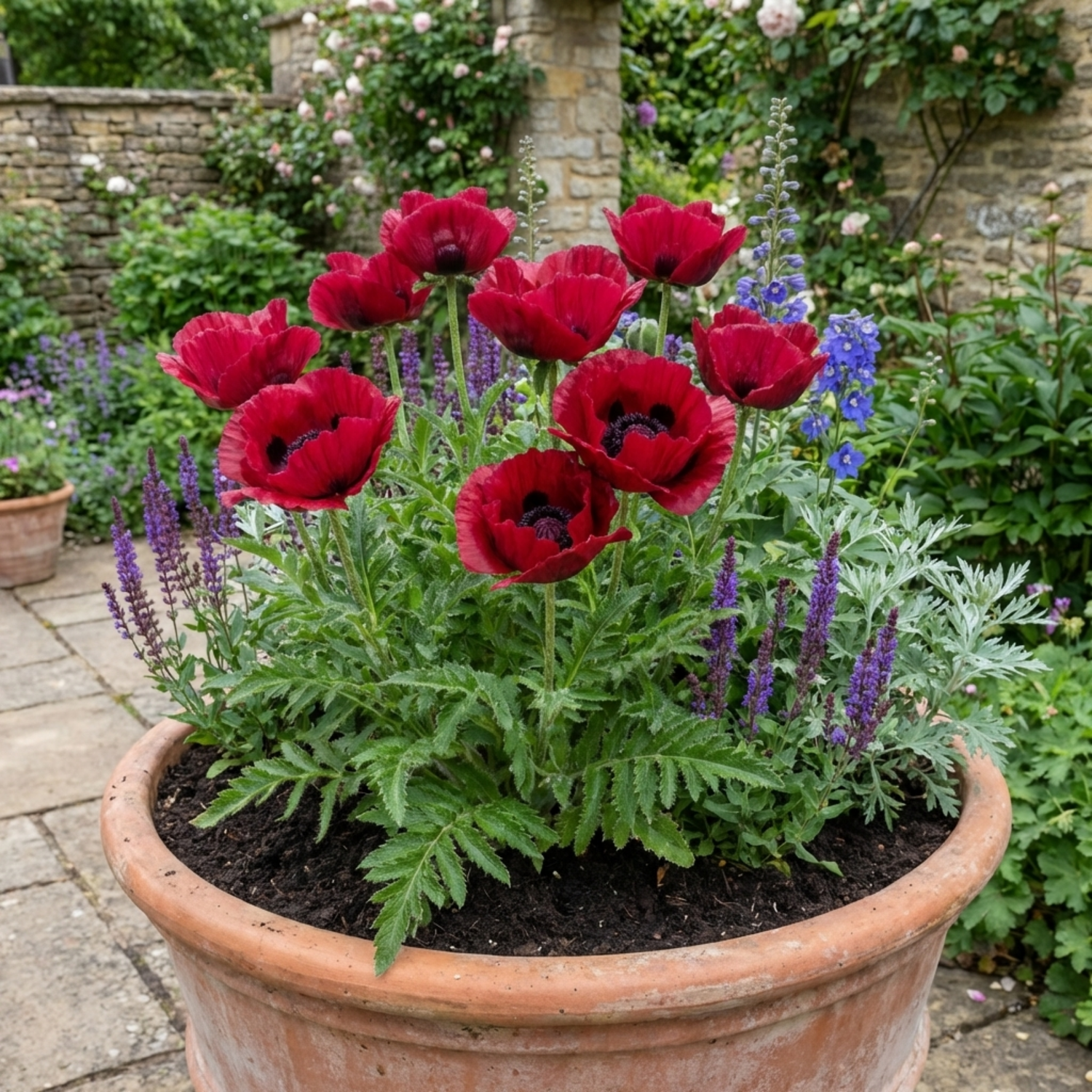 Set of 3 or 6 Papaver Orientale Beauty of Livermere Plants, Hardy Perennial Oriental Poppy, Outdoor Garden Ready, 1 Litre Root-Ball