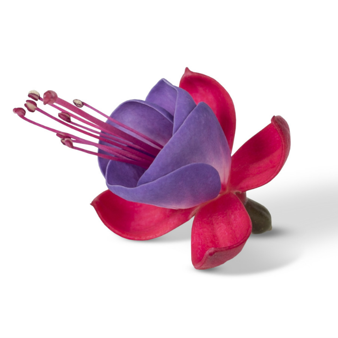 Set of 3 or 6 Large, Outdoor Garden Ready Plants - Fuchsia Bella Susanna (Rose & Violet)