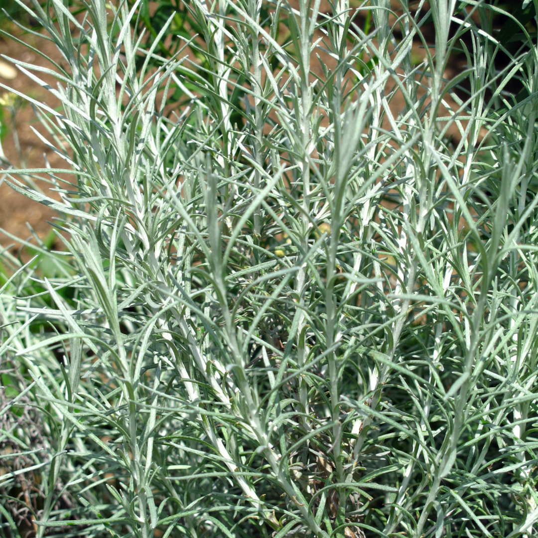 Curry Plant