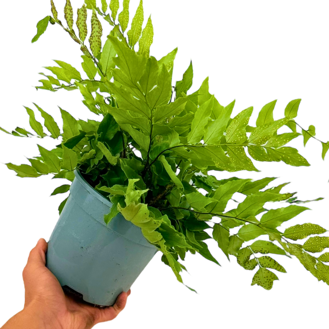 Holly Fern Cyrtomium Fortunei