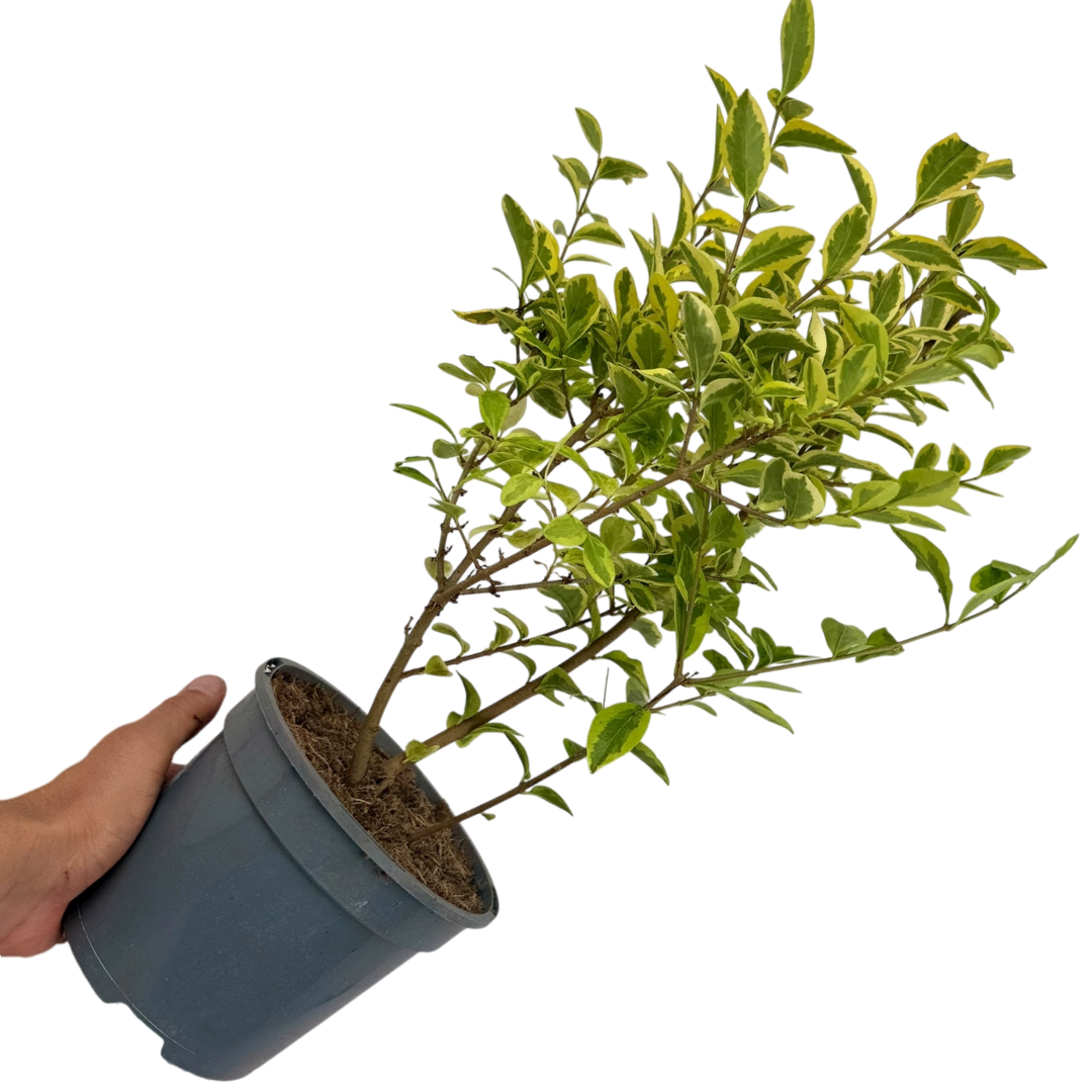 Ligustrum Aureum