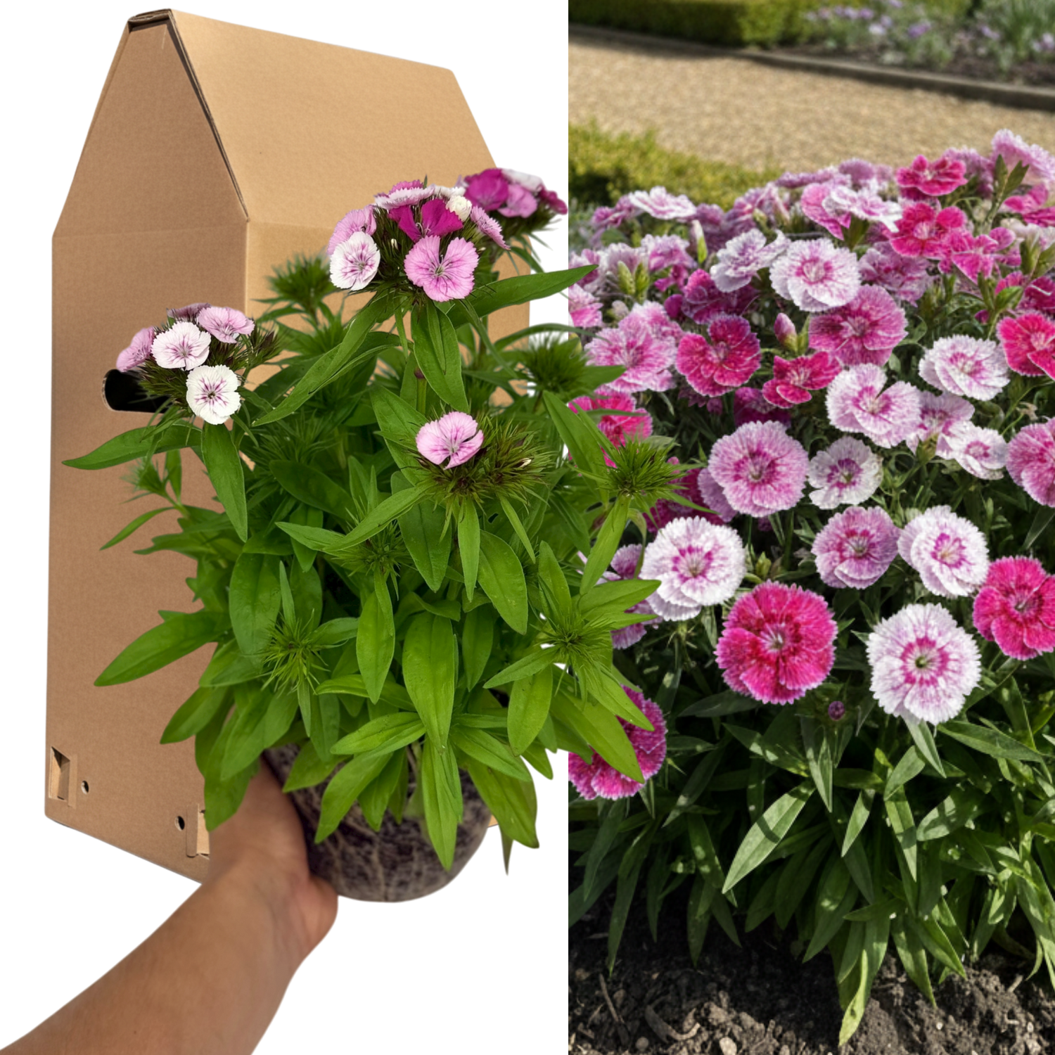 1 Large Plant - Dianthus Dart Pink Magician, Ready to Plant in Your Garden, 2L