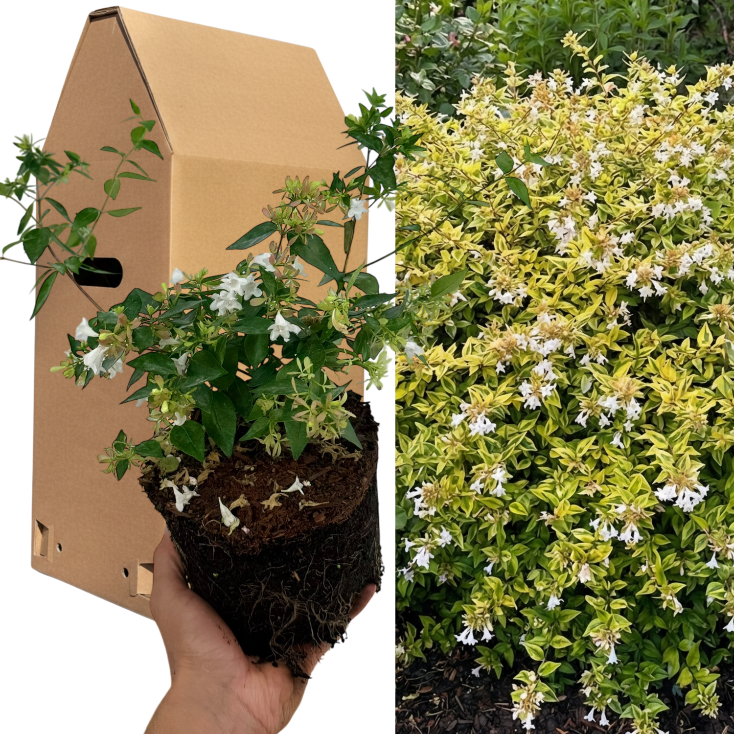 1 Large Plant - Abelia Francis Mason, Ready to Plant in Your Garden, 2L Pot