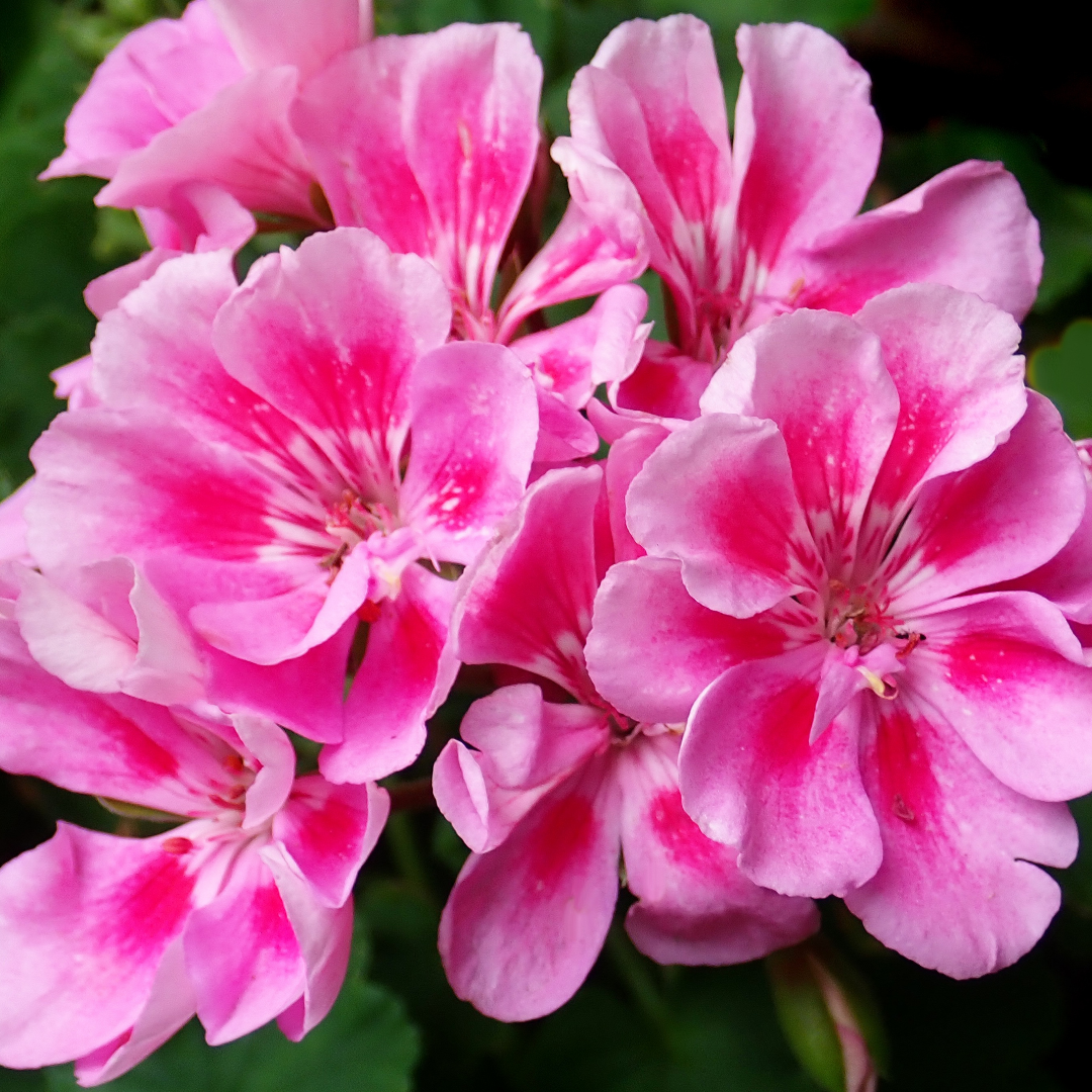 Geranium Toscana Anne