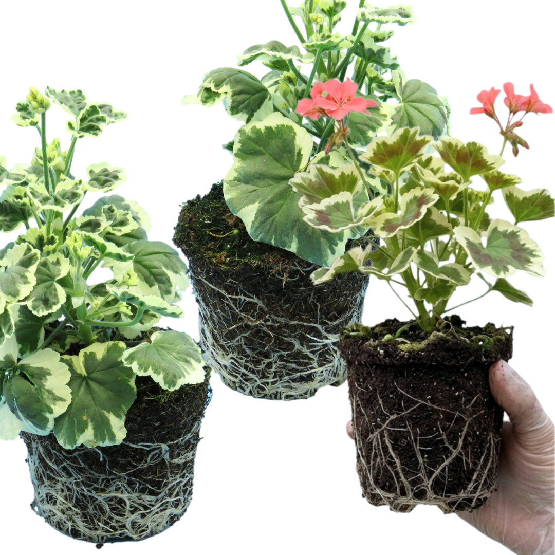 Set of 3 or 6 Large Plants - Geranium Pelgardini Frank Headly, Ready to Plant in Your Garden