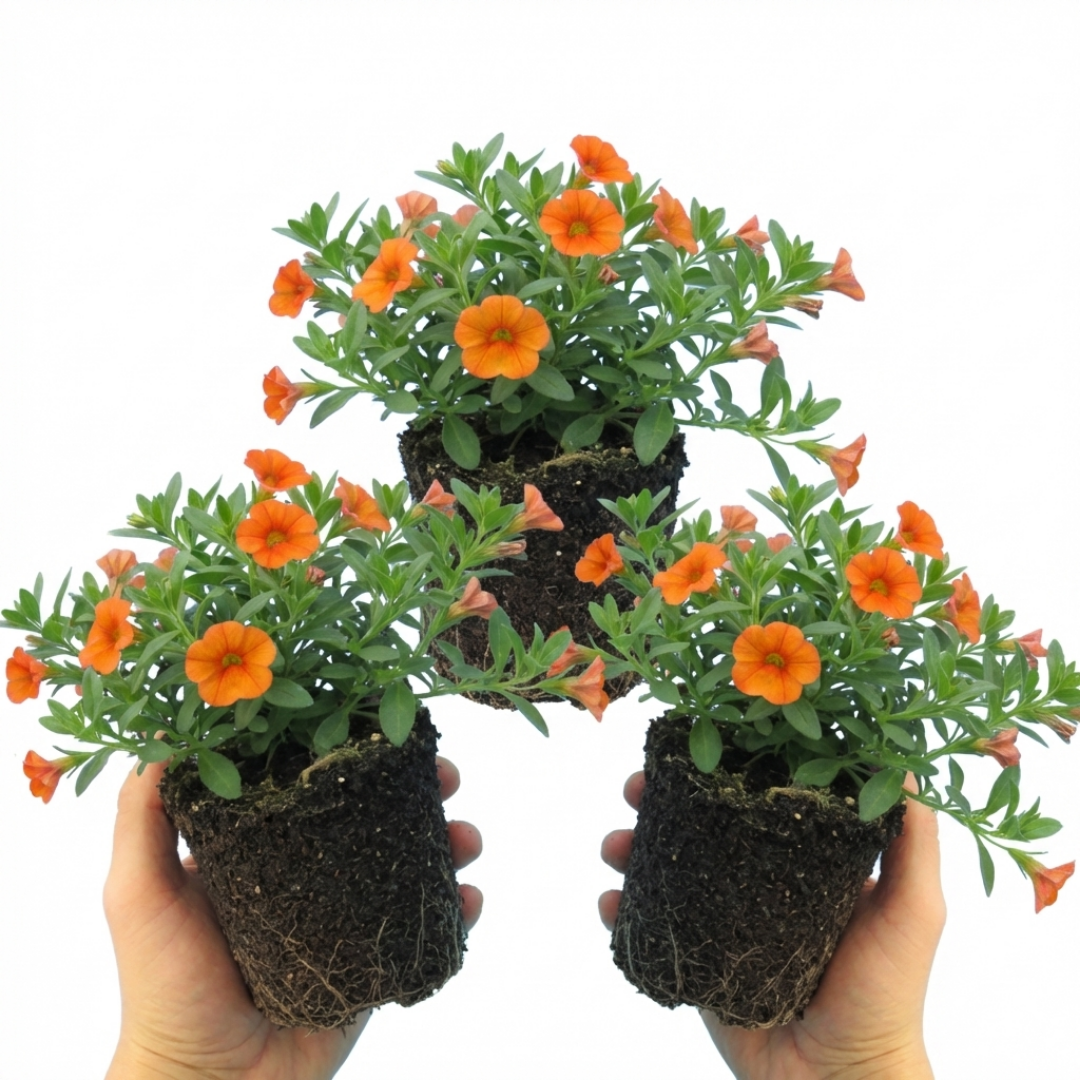 Set of 3 or 6 Large Plants - Calibrachoa Cabaret Early Orange, Outdoor Garden Ready