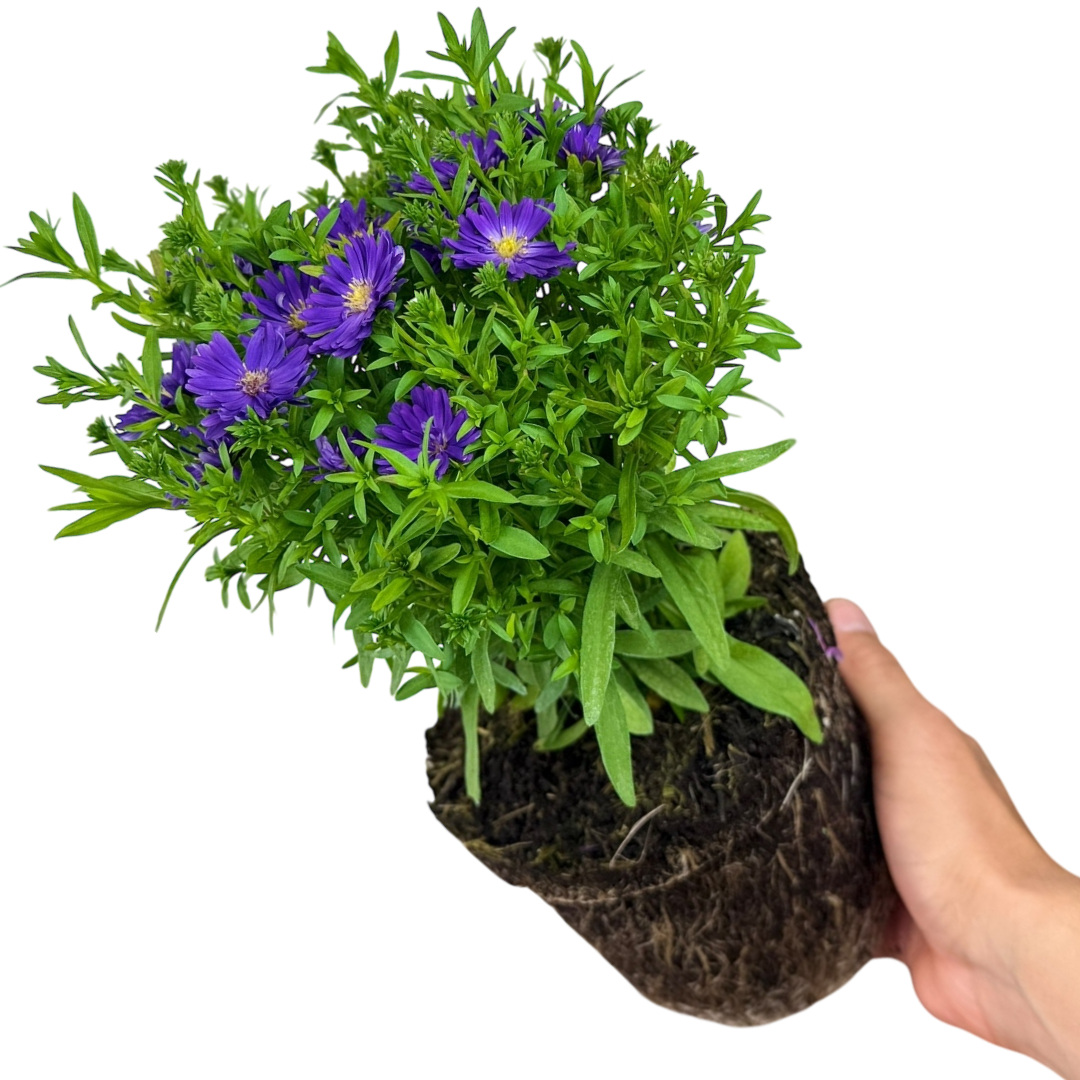 Aster Alpha Dark Purple Space