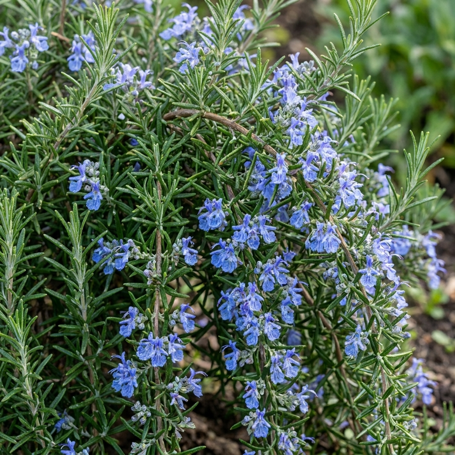 Set of 3 or 6 Rosemary Blue Rain Herb Plants (Salvia rosmarinus), Hardy Evergreen Culinary Herb, Outdoor Garden Ready, 1 Litre Root-Ball