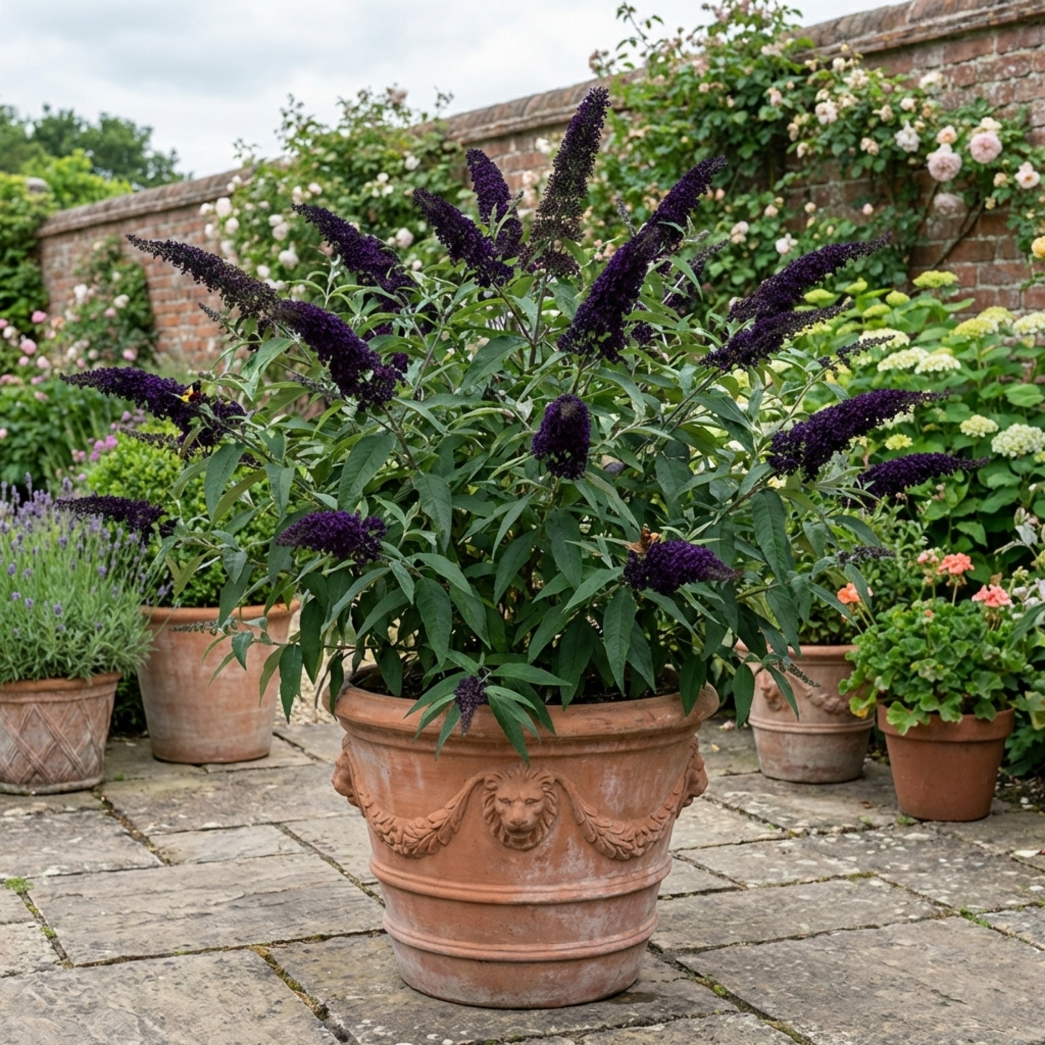 1 Buddleia Black Knight Plant, Purple Butterfly Bush, Hardy Outdoor Garden Shrub, 2L Root-Ball