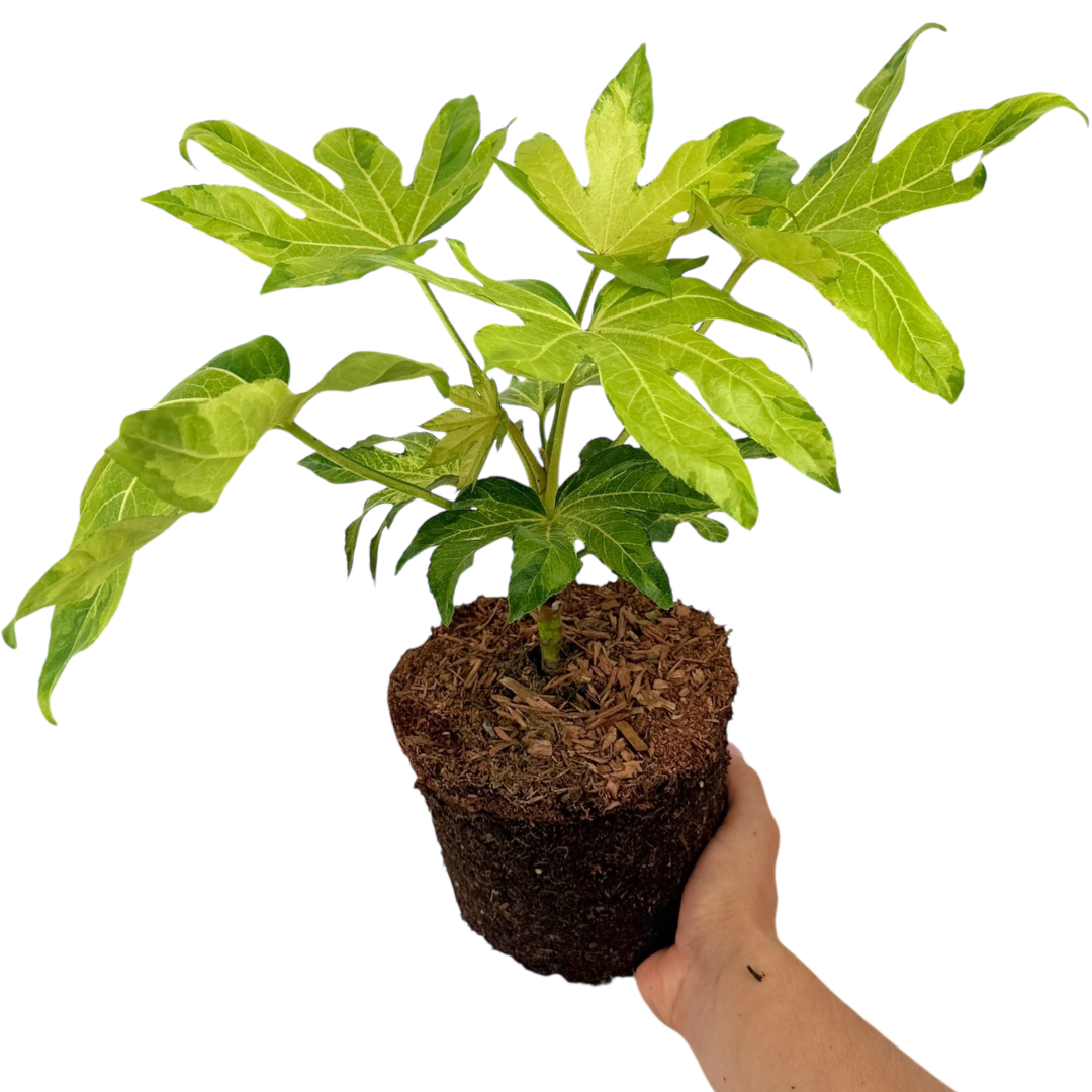 Fatsia Camouflage