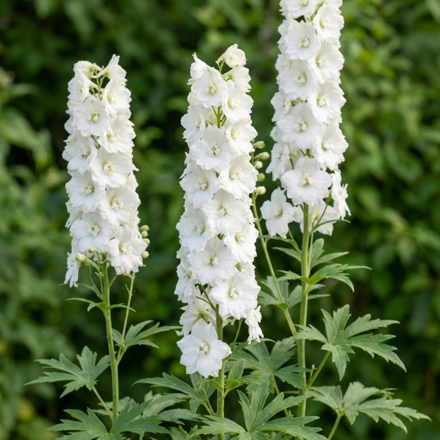 Set of 3 or 6 Delphinium Pacific Giants Galahad Hardy Perennial Plants, Tall Cottage Garden Flowers, Outdoor Garden Ready, 1 Litre Root-Ball