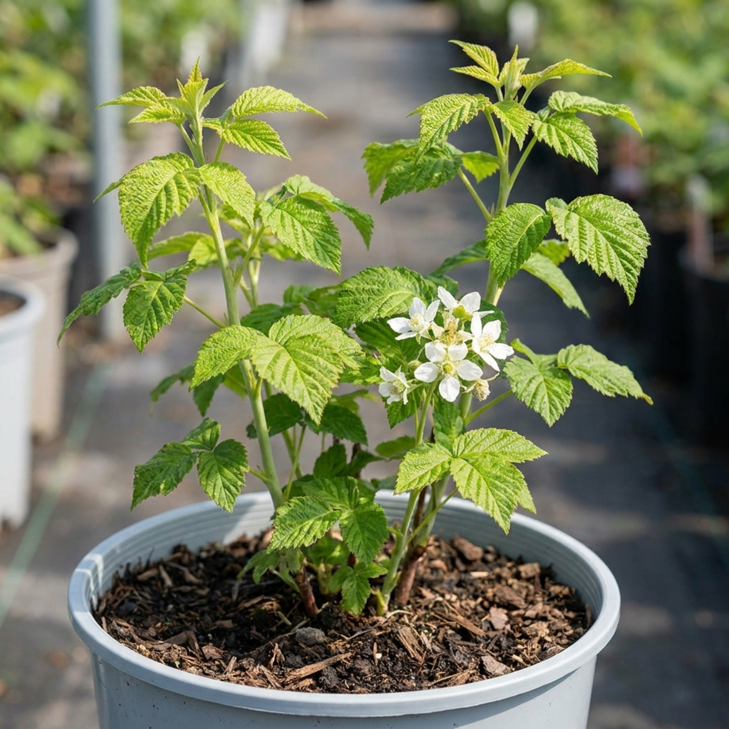 1 Raspberry Glem Ample Summer Fruiting Plant, Hardy Fruit Bush, Garden Ready, 17cm Root-Ball