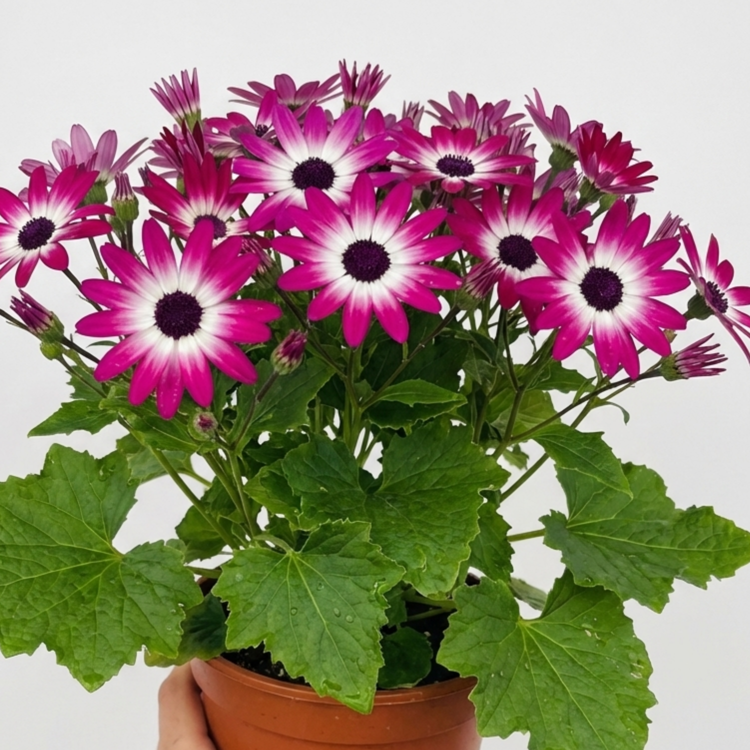 1 Senetti Pink Bicolour Live Flowering Plant, Bee Friendly, Outdoor Garden Ready, 6.5 Litre Root-Ball