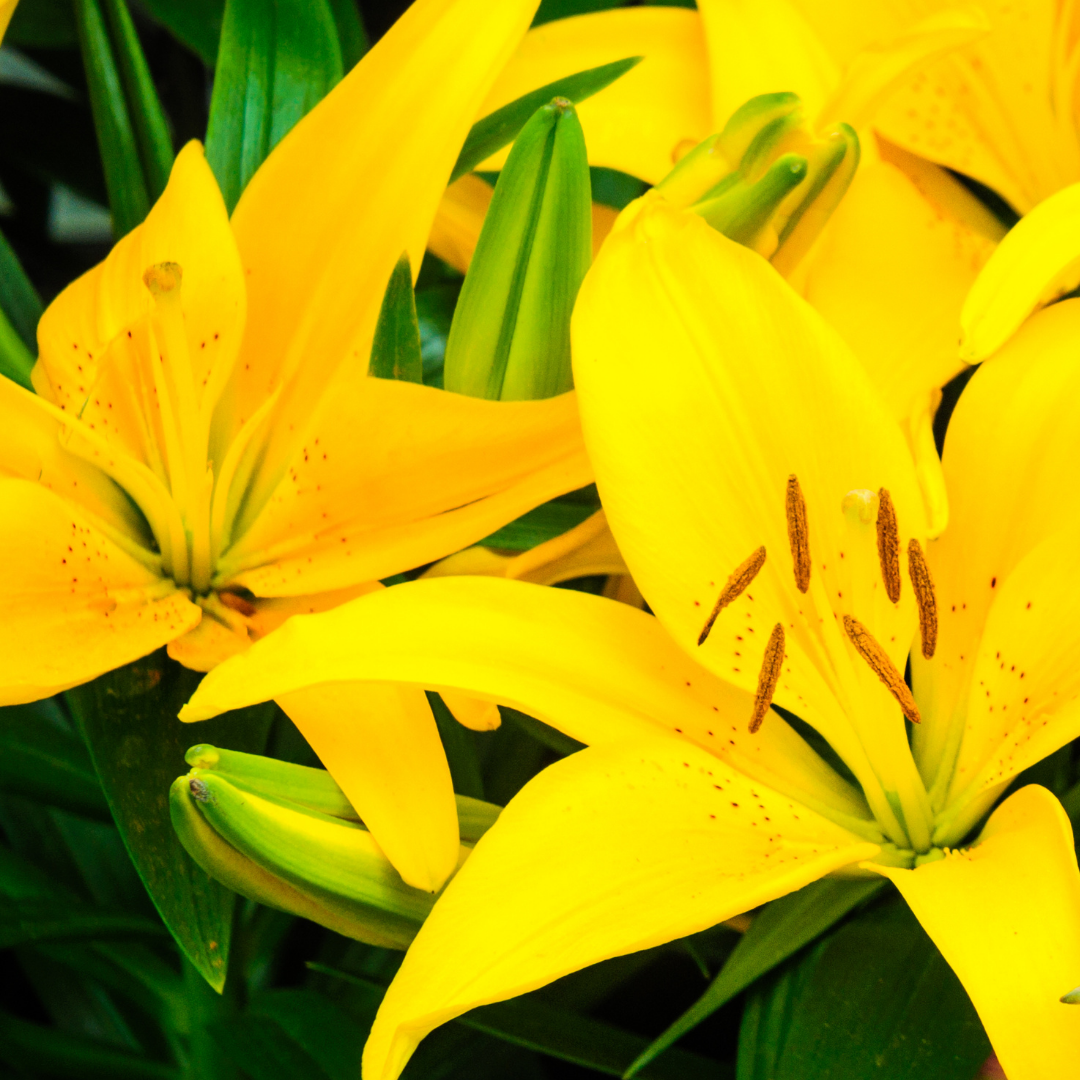 Set of 3 or 6 Large Garden Lily Plants - Asiatic Lily Yellow, Ready to Plant in Your Garden