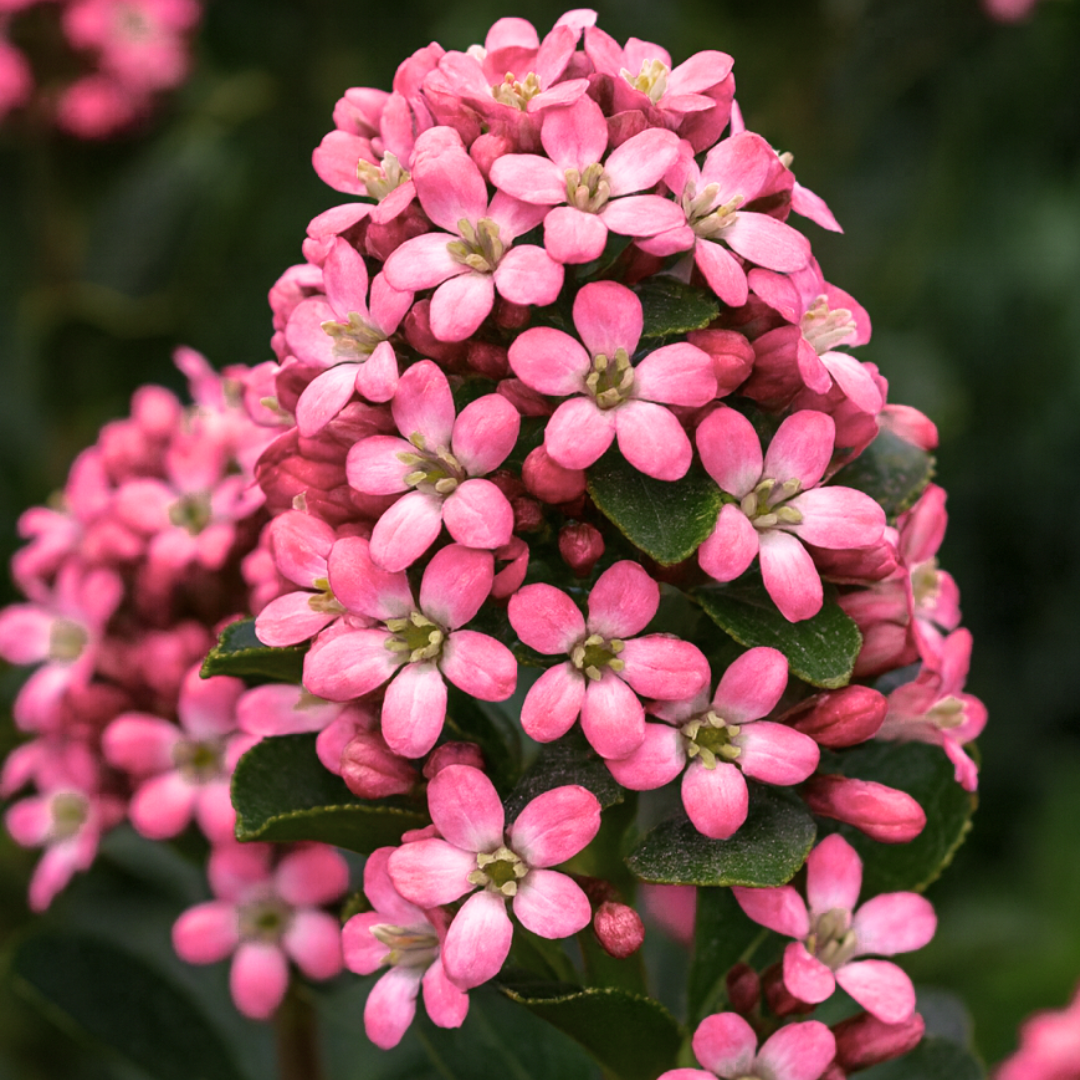 Escallonia Pink Elle
