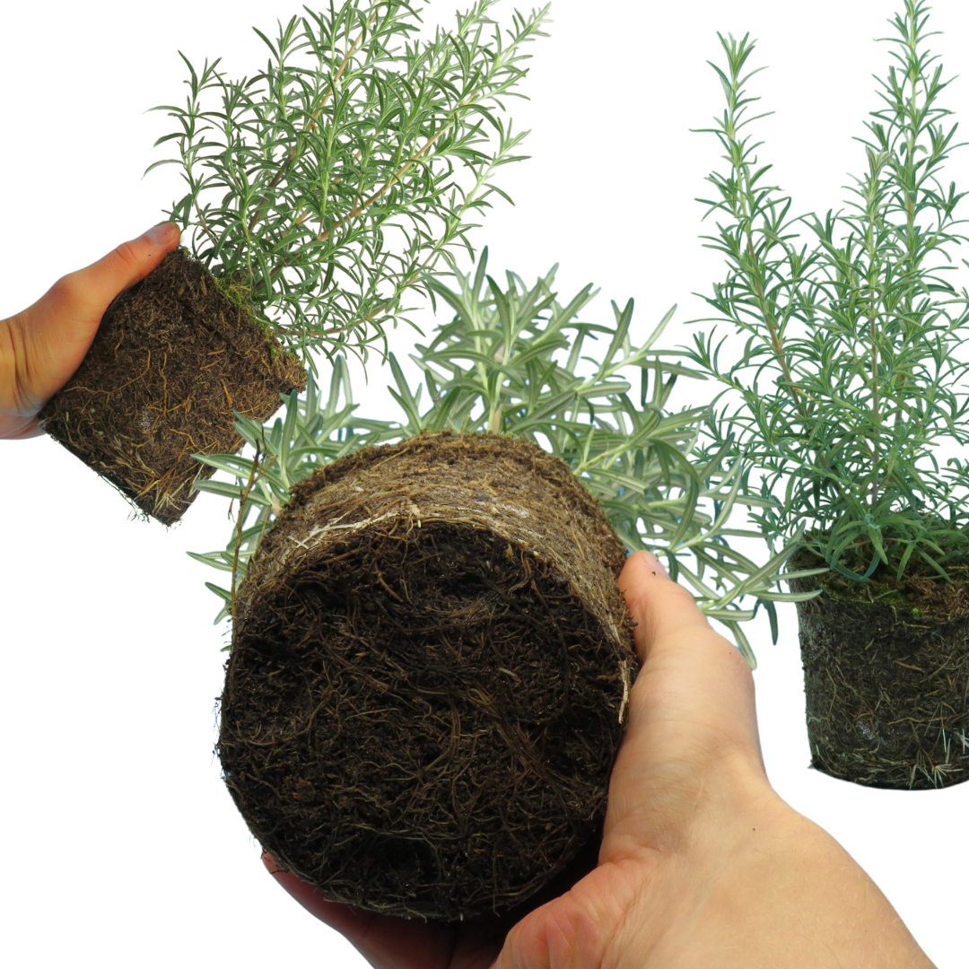 Rosemary Mix
