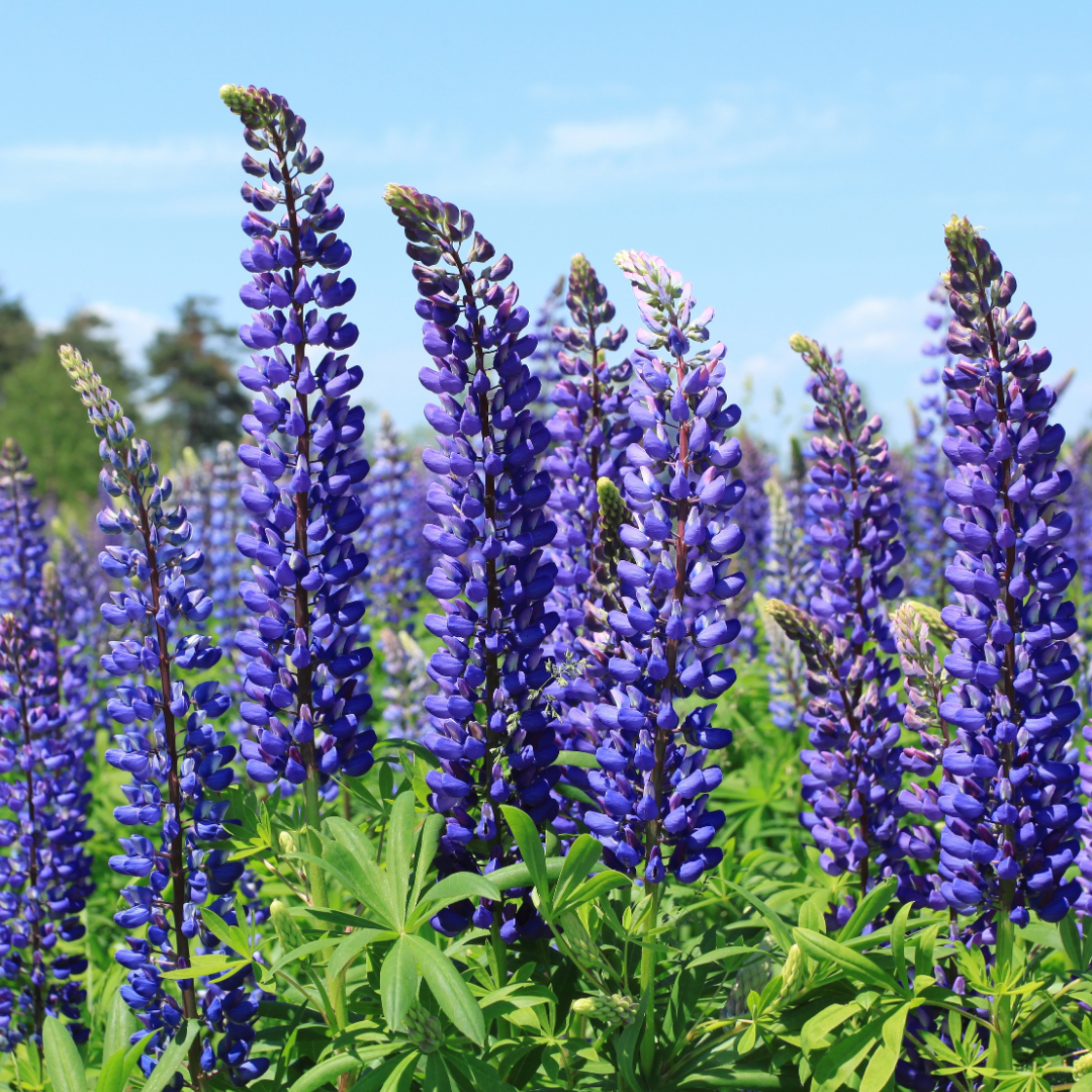 Set of 3 or 6 Lupin Legendary Blue, Ready to Plant in Your Garden, Peat Free