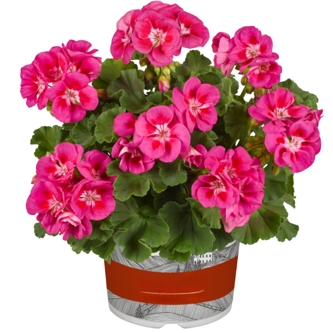 Set of 3 or 6 Large Plants - Pelargonium Toscana Castello Tammo / Smart Nina, Ready To Plant