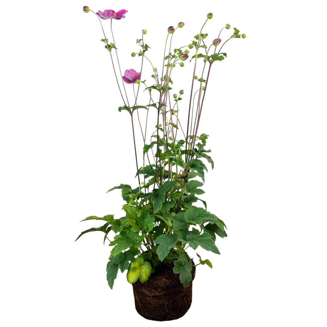 Anemone Fantasy Jasmine