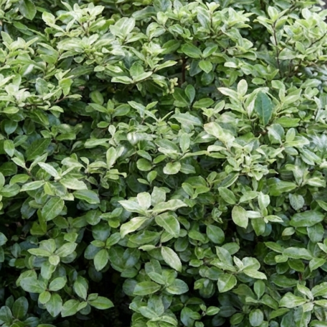 1 Large Plant - Pittosporum Pom Pom, Ready to Plant in Your Garden, 3L Pot
