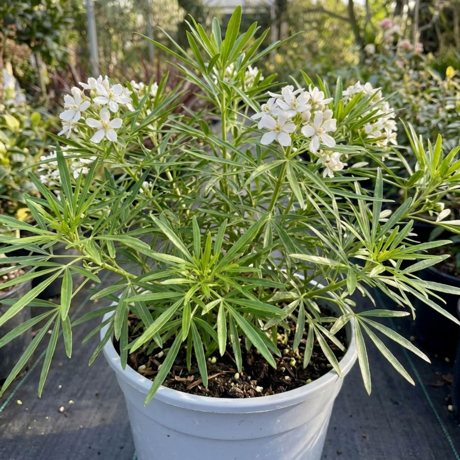 1 Choisya Greenfingers Shrub, Hardy Evergreen Mexican Orange Blossom Plant, 19cm 3L Root-Ball
