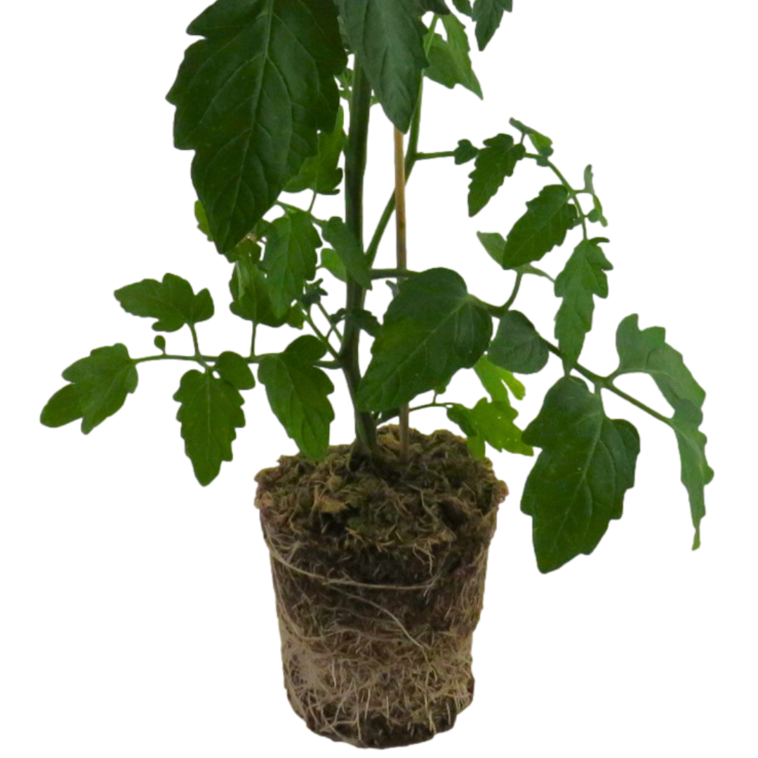 1 Large Plant - Tomato Veranda Red, Ready to Plant in Your Garden, 5L Pot
