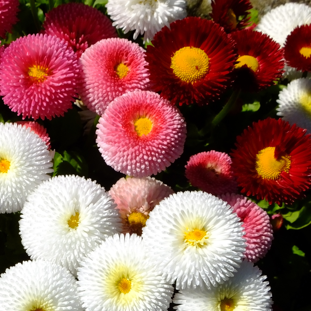 Bellis Assorted