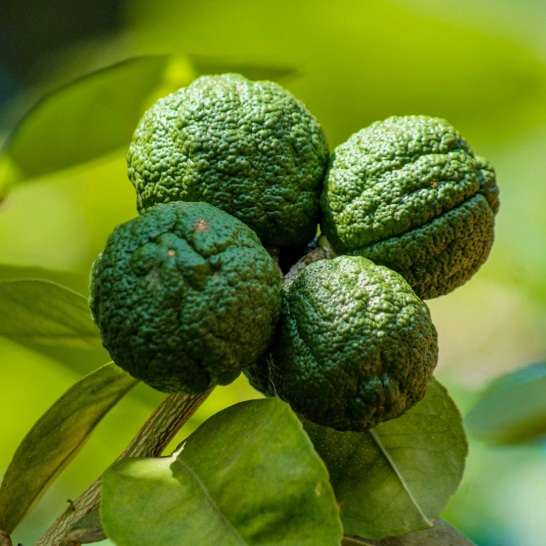 Mini Keffir Lime
