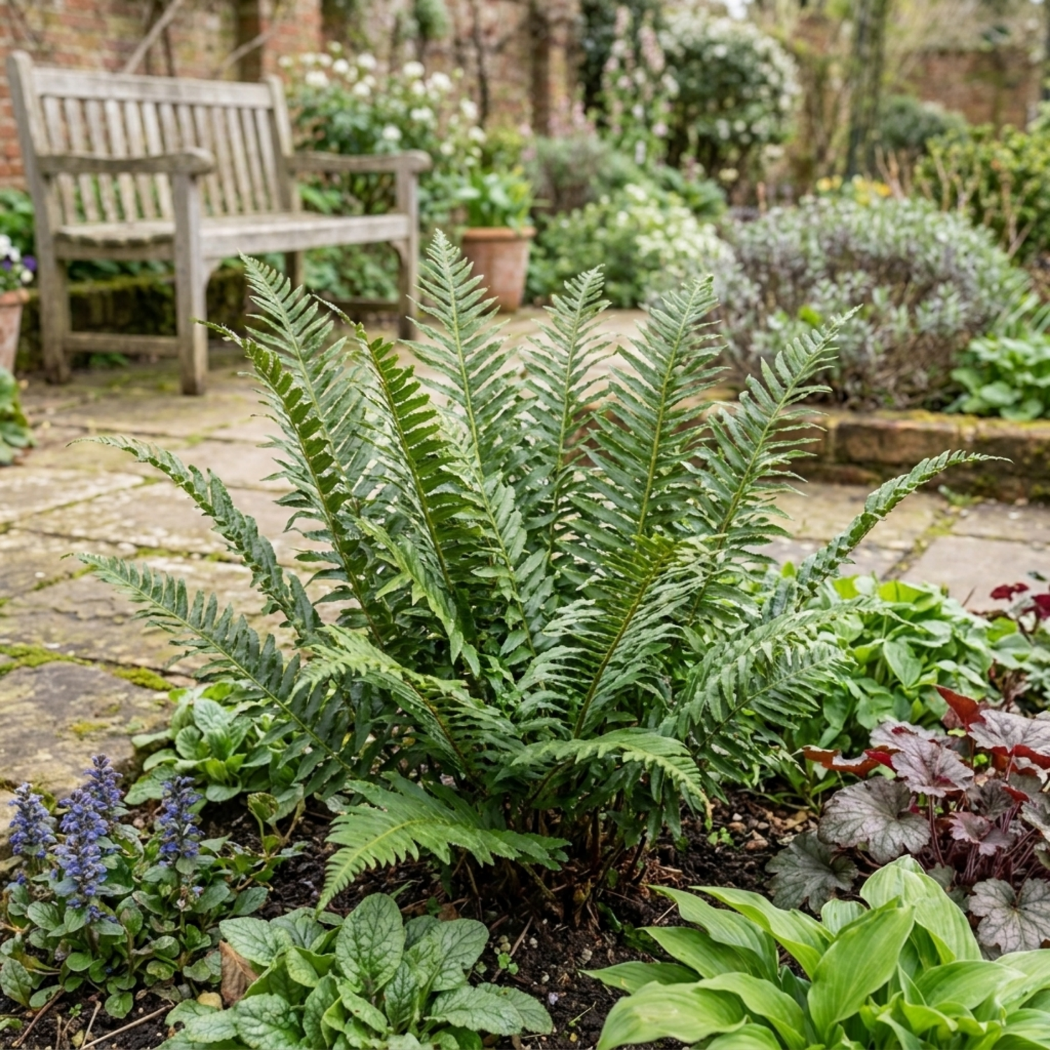 6 Braun's Holly Fern Polystichum Braunii Plants, Hardy Evergreen Perennial, 1Ltr Root-Ball
